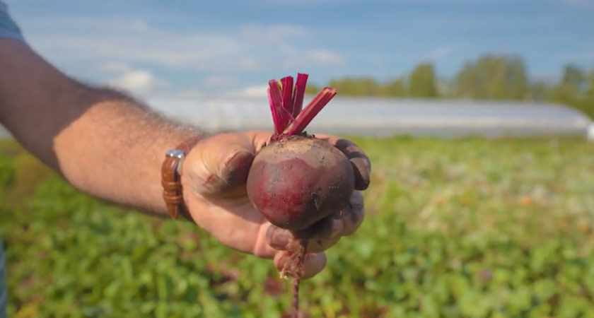 Освоил правильное хранение свеклы по дедовскому методу. Теперь корнеплоды лежат до апреля без погреба