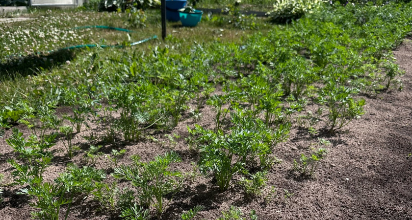 Морковь в августе ещё растёт: дайте ей 1 ложку мощного удобрения - за 3 недели она станет в 2 раза крупнее