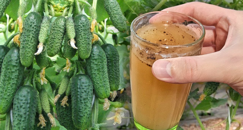 За 1 ночь в августе огурцов нарастает больше, чем в июне. Простой приём для долгого плодоношения