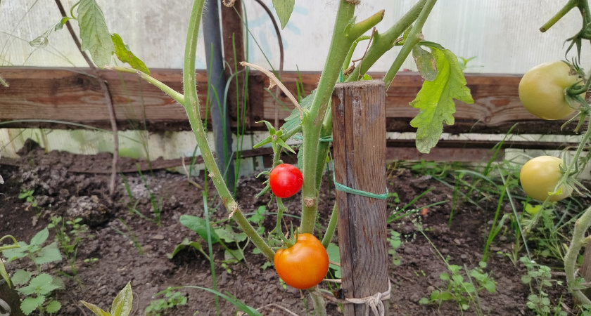 У помидоров никак не зреют плечики: как лечить