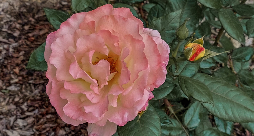 Дешевые розы из «Светофора» цветут лучше, чем купленные в дорогом питомнике. Делюсь своим опытом