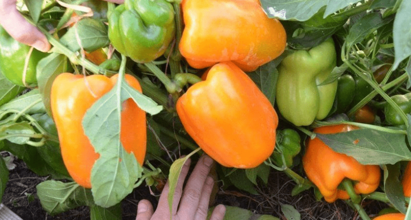 Жалею, что раньше не знал, как подкармливать перец, чтобы вырос крупным, мясистым и вкусным. Делюсь личным опытом