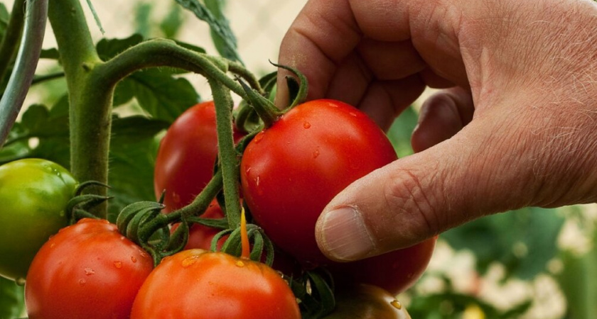 «Кормлю» томаты содой, и уже 5 лет собираю помидоры ведрами!