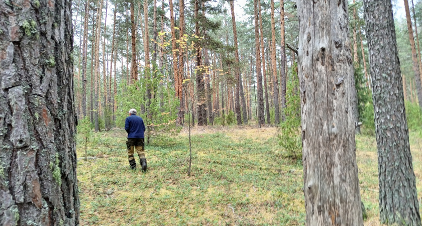 В Слободском районе обнаружили опасную сорную траву