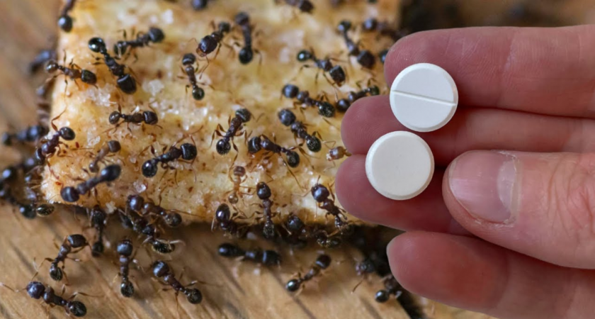 5 лучших способа, как прогнать муравьёв с дачи в августе-сентябре: выкиньте химию