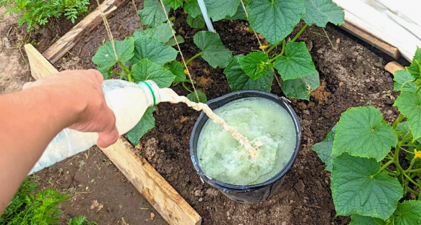 Огурцы в августе будут как новые после этой подкормки: продляем жизнь огорода до осени