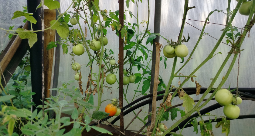 Cрочно дайте сахар томатам в августе: урожай ведрами будете собирать до холодов