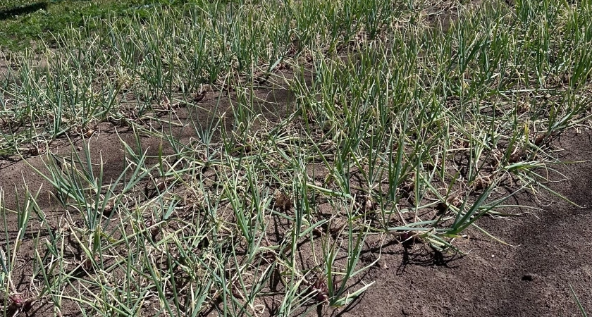 Лук перестал гнить после этой добавки в лейку: грядки как на выставке, и даже муха не садится