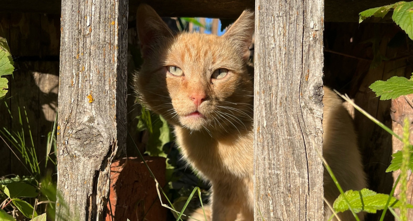 Почему кошки обнимают и бодаются