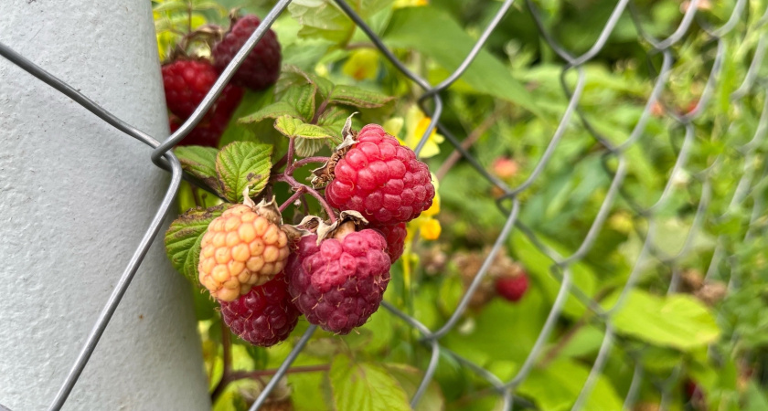  Так малину  в августе не обрезают: 2 ошибки многие садоводы принимают за правила