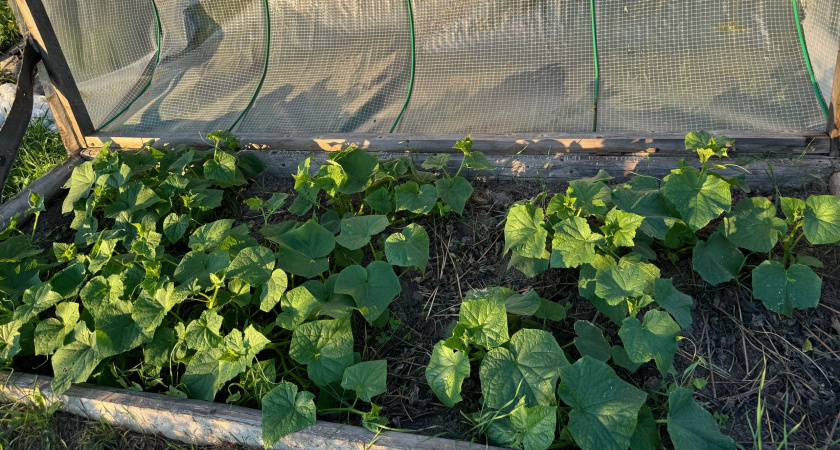 Август - пора оборвать листья у огурцов. Опытные агрономы рекомендуют - какие листья убрать для максимального плодоношения 