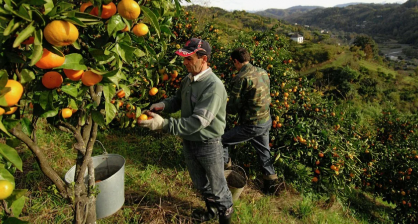 Особенности жизни в Абхазии: что нужно знать, прежде чем решиться на переезд