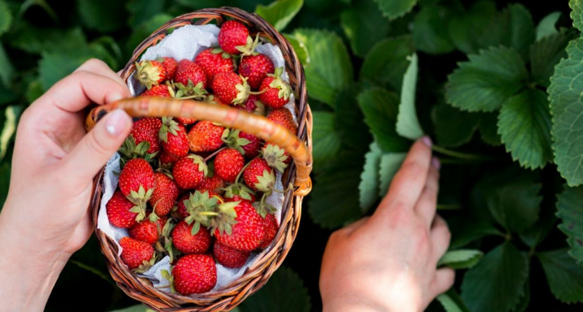 Кандидат сельхознаук рассказал о правилах августовской подкормки клубники