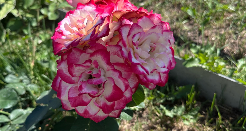 Готовим розы к зиме: чем подкормить их в конце сезона?