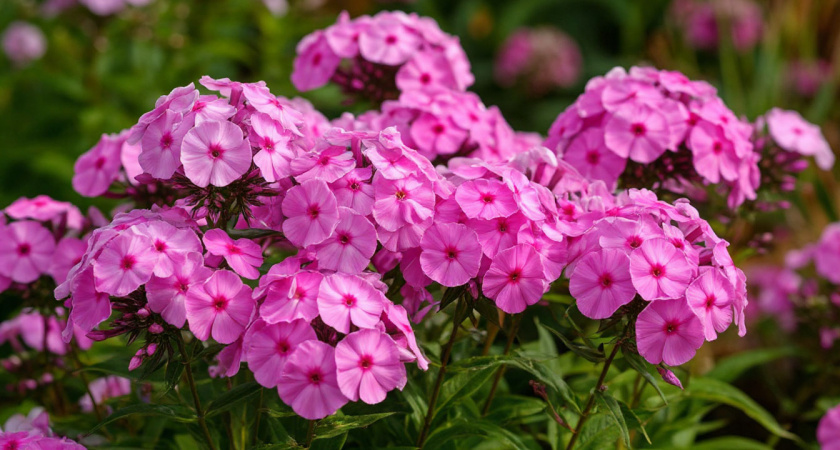 Как обрезать флоксы, котовники, астильбы и другие многолетники после цветения