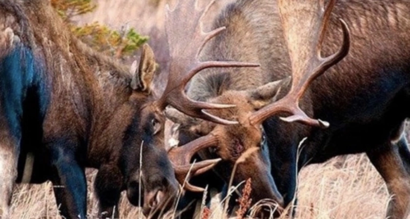 В лесах Кировской области обнаружены пятнистые олени и сибирские косули