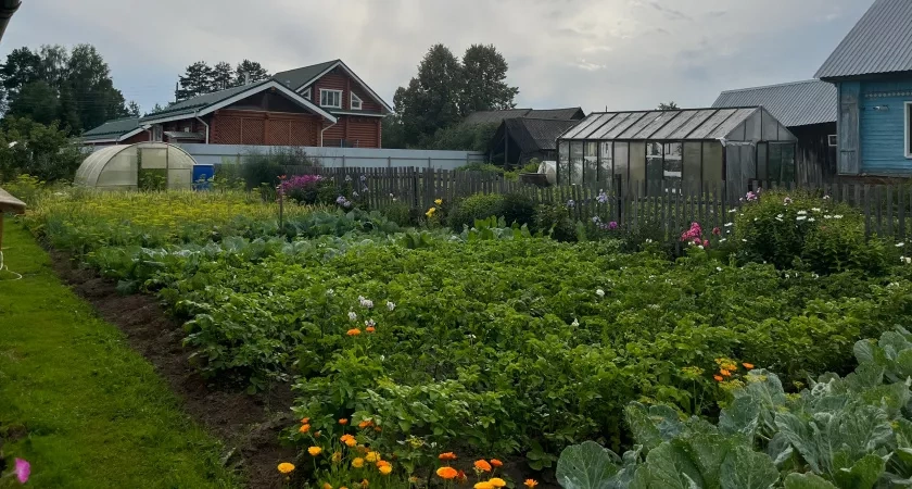 После уборки картофеля сею этот сидерат - почва как после тонны навоза. Проволочник и парша исчезают на годы