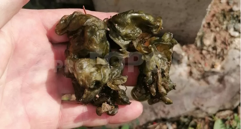 В Кирово-Чепецком районе нашли масло троллей