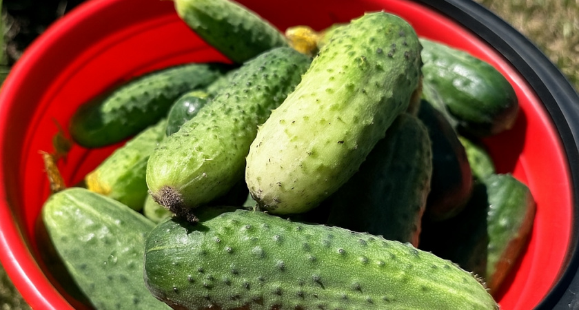 Каждый день набираю по 5-7 вёдер огурцов до самых холодов. Секрет в этой натуральной подкормке - вносите весь август