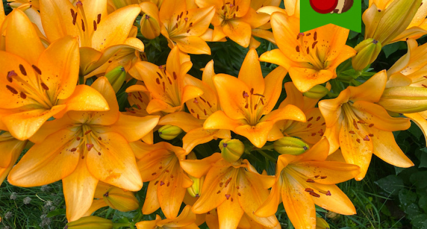 Любимая подкормка для лилий в августе: в следующем году будут цвести еще пышнее и гуще