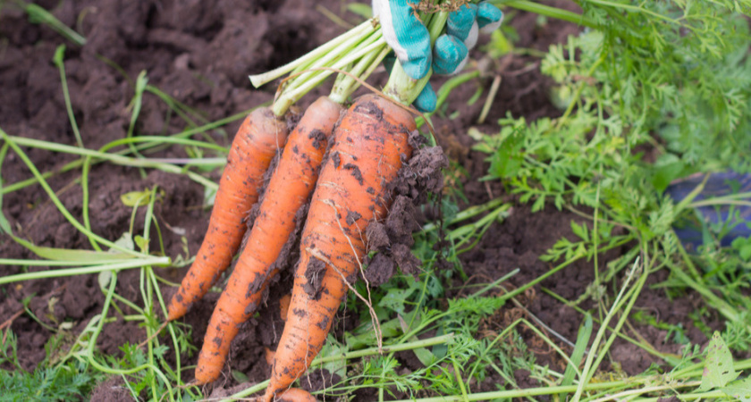 Храню свежую морковь до июня без единой потери. 3 дедовских способа избавили от гнили и увядания навсегда