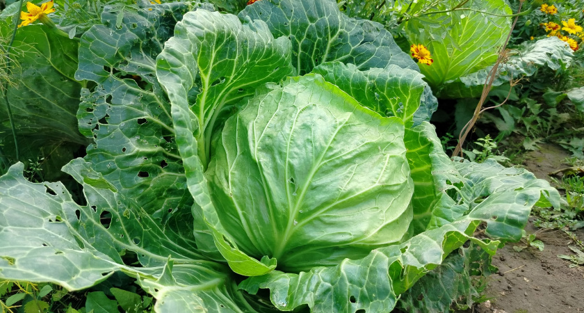 Показываю соседям 4 признака, когда рвать нижние листья капусты. Урожай увеличился в 2 раза