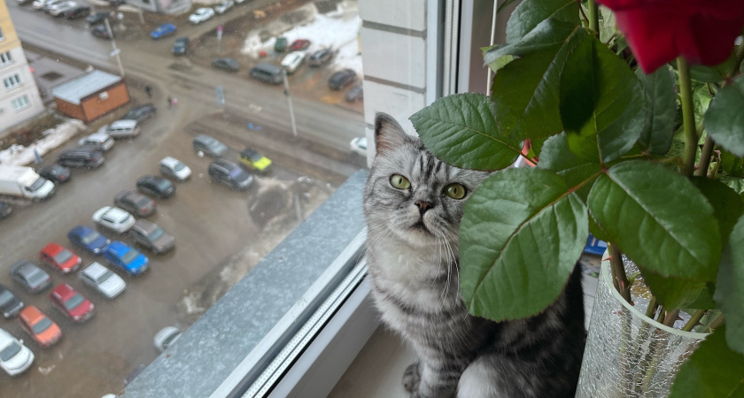 Почему кошка не подходит, когда её зовёшь: не игнор, а кошачья логика