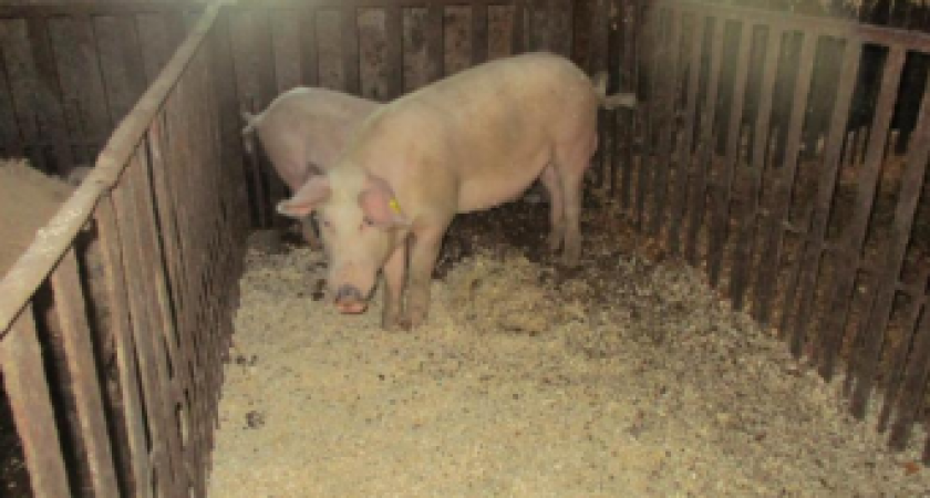 В Афанасьевском районе зафиксирована антисанитария на ферме с животными