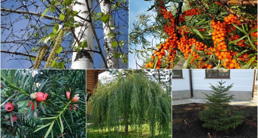 Настоящие «киллеры» других растений: 7 деревьев, которые лучше не сажать на участке