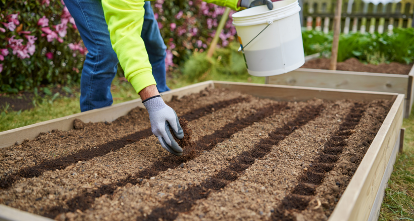После уборки чеснока и лука сразу приготовьте такую грядку! В следующем году не будет отбоя от урожая