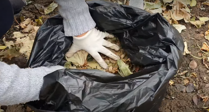 Я запасаю мешками опавшую листву. Рассказываю, как можно превратить ее в полезное удобрение