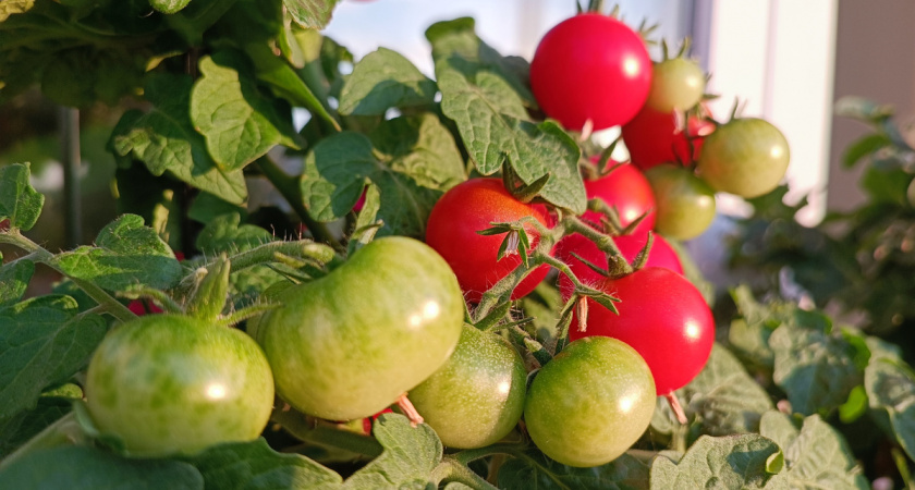 Томаты в августе перестают краснеть: 3 подкормки продлят урожай до октября