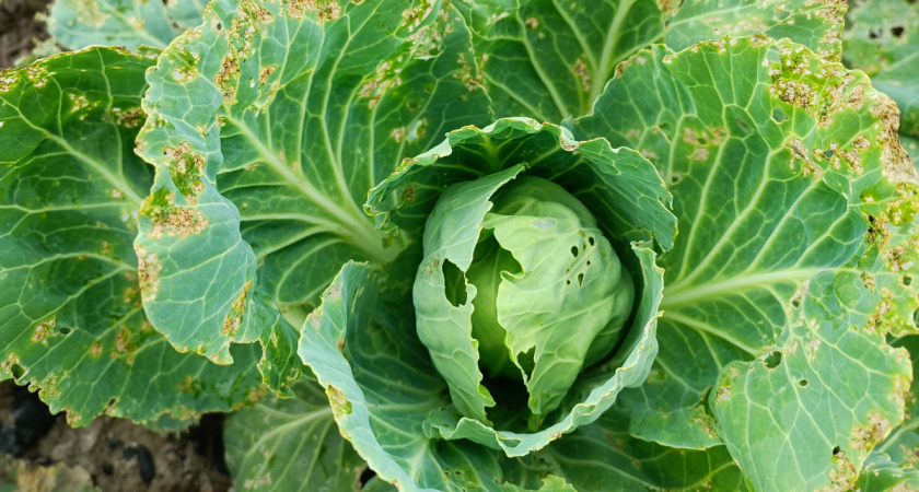 Как защитить капусту от слизней. Рабочие способы