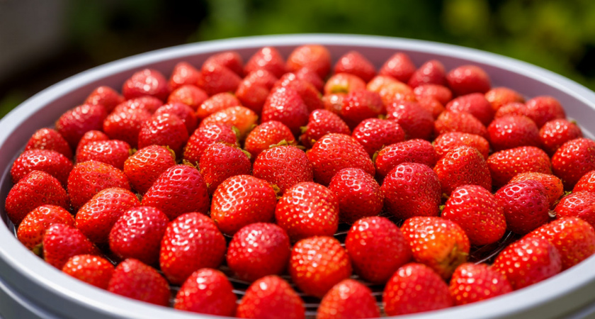 Клубника не портится 2 года: способ заготовки без сахара