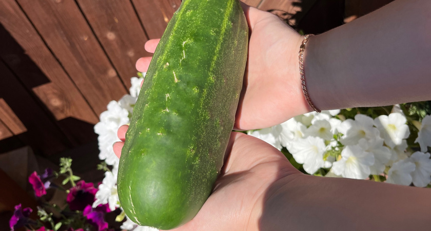 Кладу свежие огурцы на хранение способом от учительницы химии на пенсии. Потратил 80 рублей — хрущу витаминами