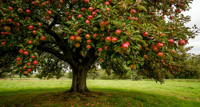 Что делать с яблоней, если плоды гниют прямо на ветке: советы биолога