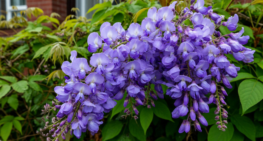 Живая изгородь, которая будет радовать из года в год: 6 лучших многолетников - такие красивые, что глаз не оторвать