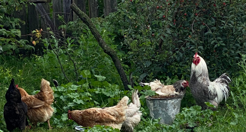 Из Кировской области в Китай экспортировали 71 тонну куриных лапок