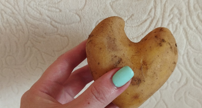 После уборки картофеля сею этот сидерат - почва как после тонны навоза. Проволочник и парша исчезнут на годы