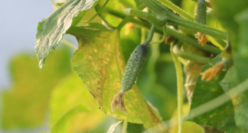 Возвращаю в норму желтеющие листья огурцов за 3 дня без химии. Дедовский метод работает в 94% случаев