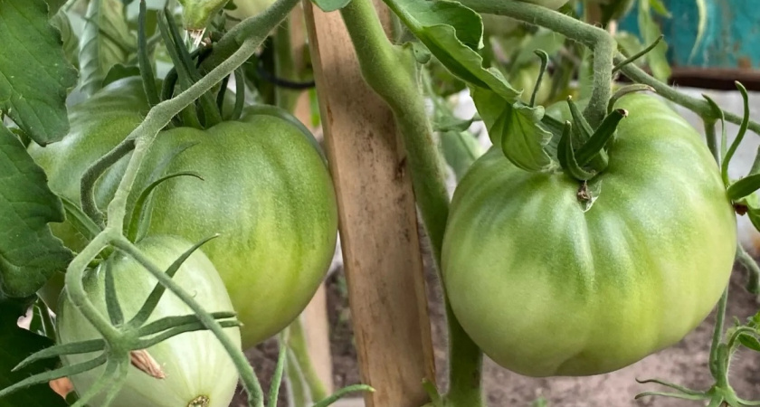 Срочно дайте уксус томатам в августе и урожай ведрами будете собирать до холодов