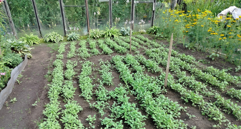 В последний выгон. Что посеять до 20 августа, чтобы успело вырасти на даче