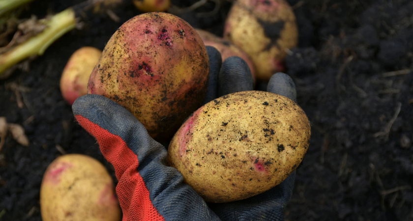 "Готовимся к выкопке картофеля": 2 привычных дела, которые помогают облегчить процесс уборки картофеля