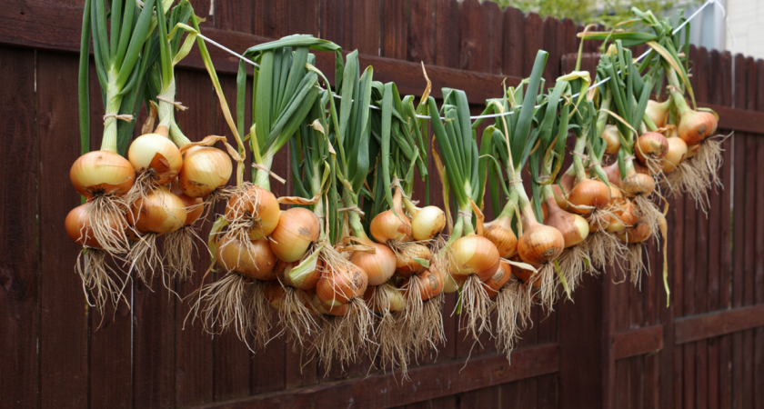 Как хранить лук и чеснок в первый месяц после уборки, и что делать, чтобы луковицы не гнили. Полная инструкция