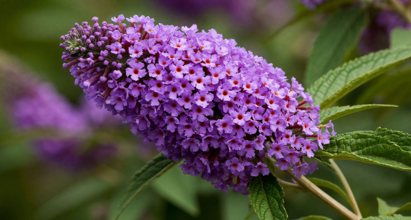 Этот потрясающий многолетник затмит все известные вам цветы: пышные лиловые облака цветут до октября