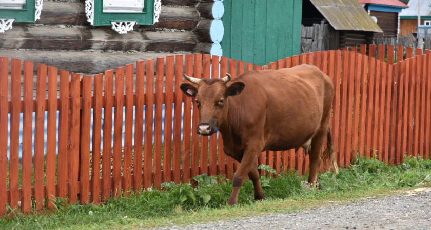 Переехали жить в деревню и только через год поняли, почему в деревнях больше не живут хозяйством