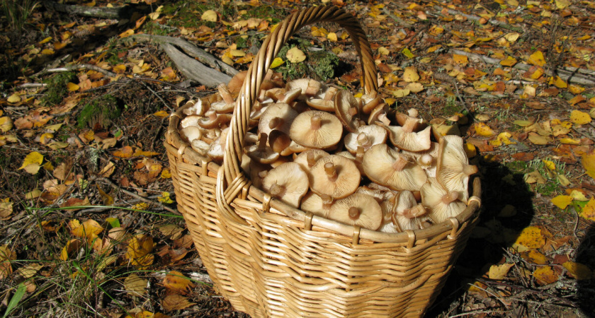 Грибник из Подмосковья подсчитал, сколько видов грибов попадает к нему в корзину - их 52!