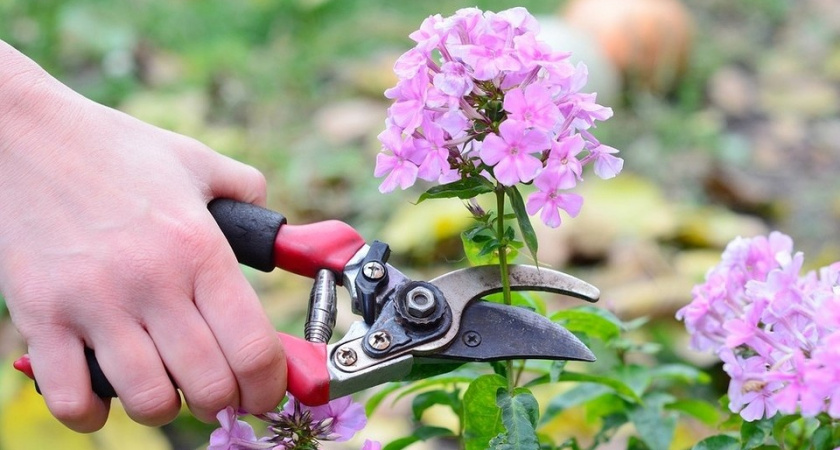 Многолетники после цветения - важные этапы ухода