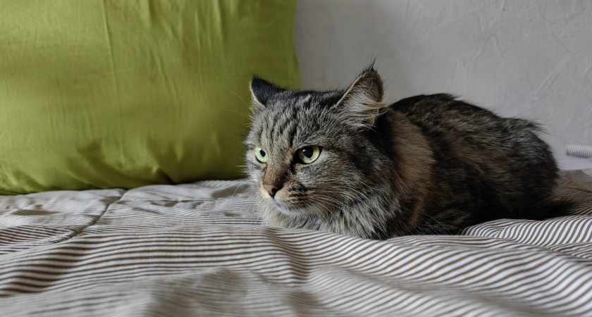 Когда кот приносит домой мышь – это вряд ли то, что вы думаете. Истинные мотивы кошек