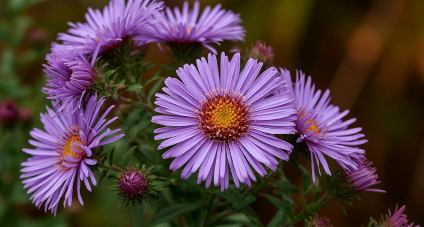 Астры будут цвести до морозов. Бабушка с рынка подсказала рецепт от фузариоза